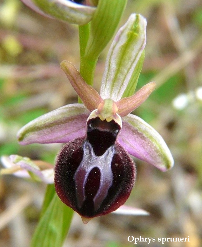 Grecia 23_25 aprile 2016  un fine settimana tra le orchidee.